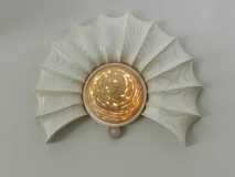 Ash Ammonite