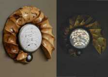 Walnut Ammonite