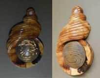 Walnut Mollusc